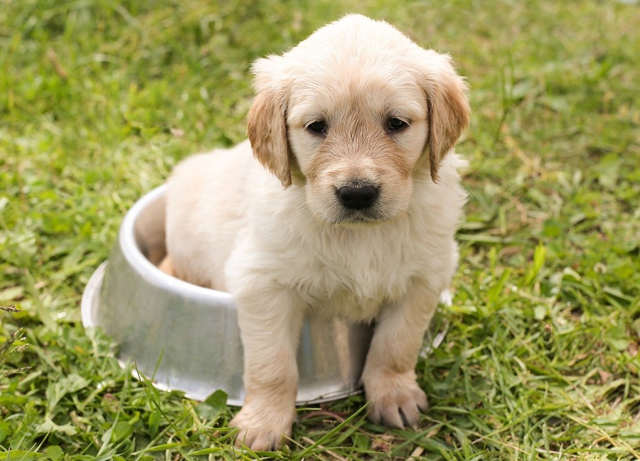 犬の殺処分を減らすために個人ができること