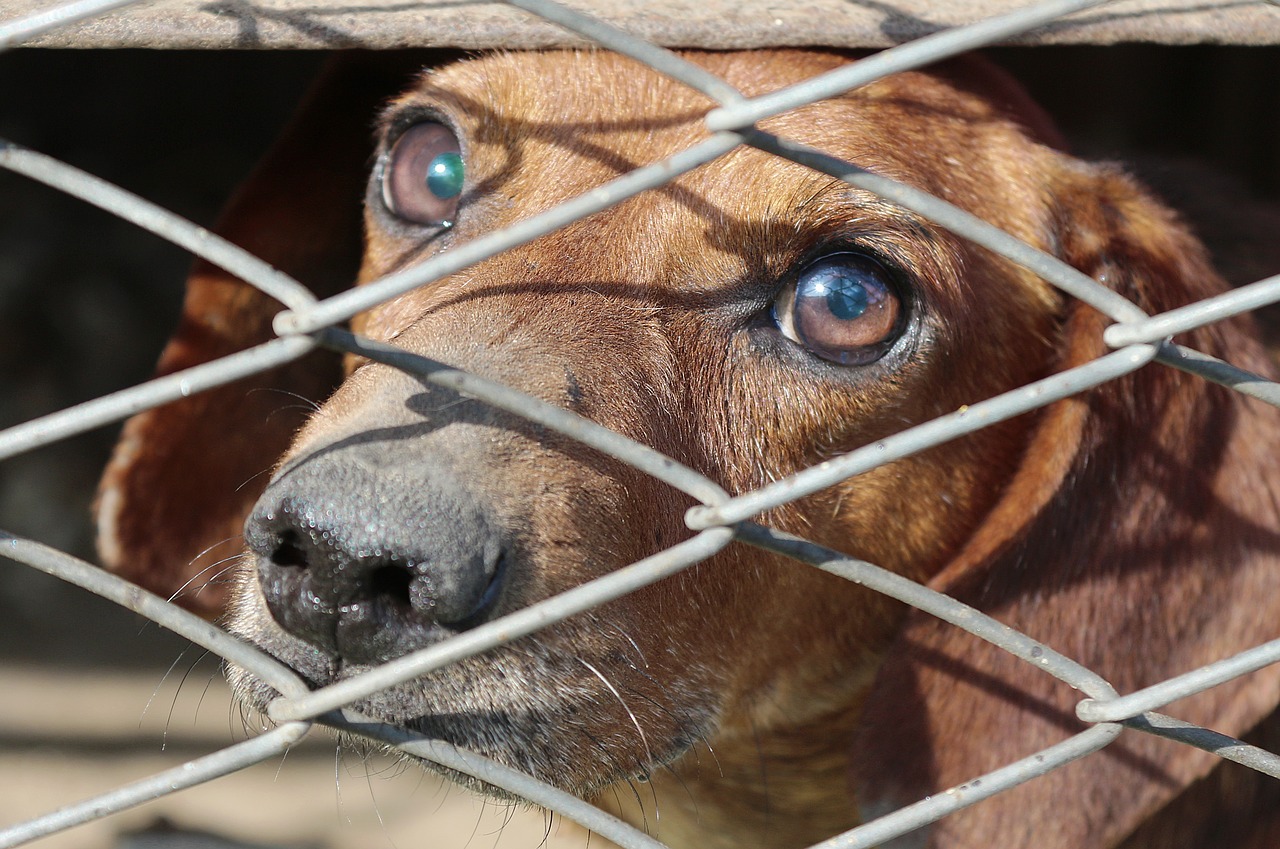 捨て犬の多くは、その後どうなるの？