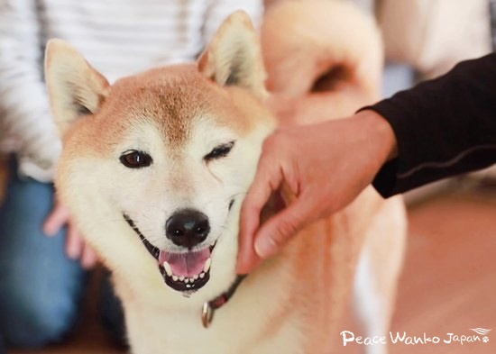 撫でられて嬉しそうな保護犬