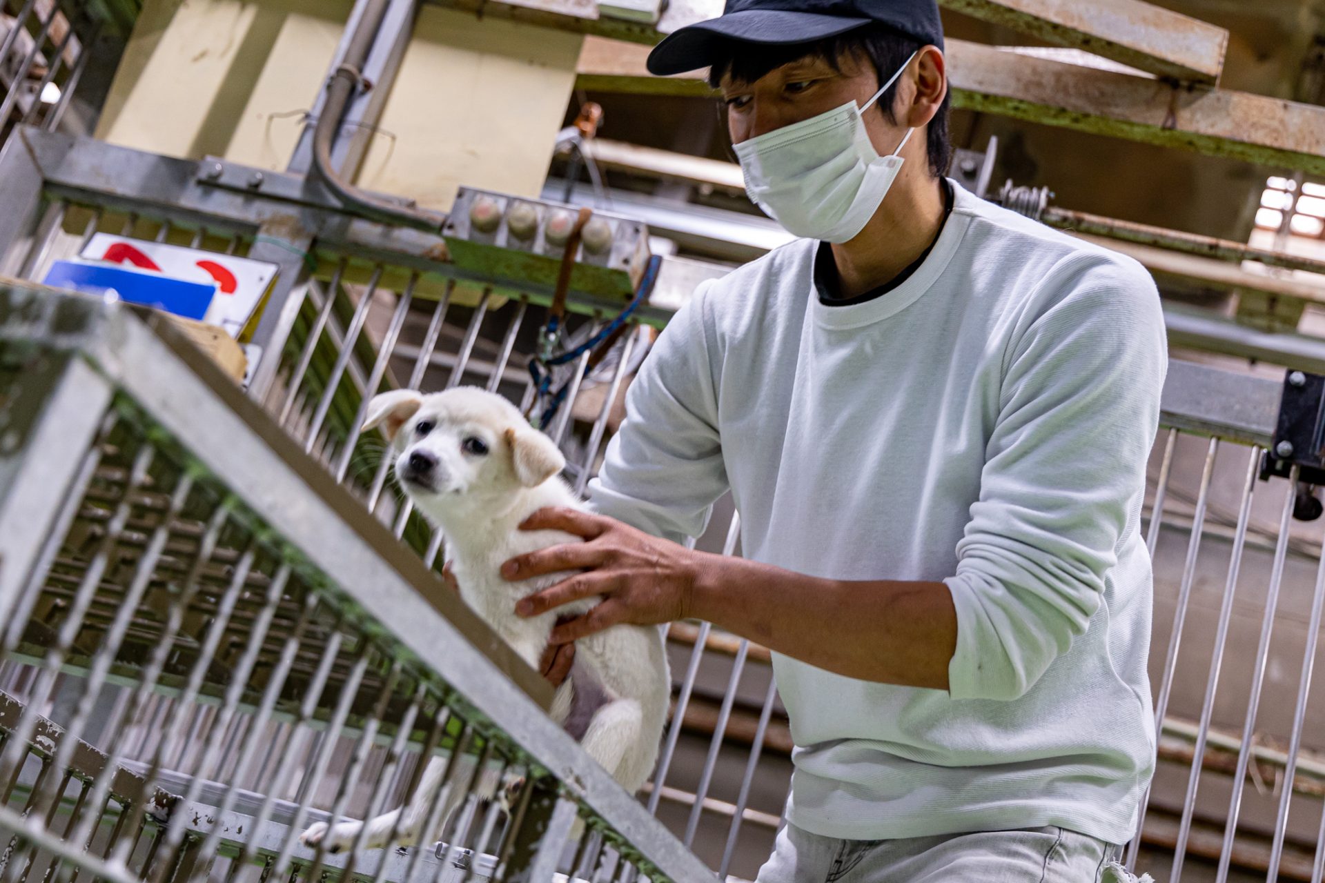 殺処分寸前でピースワンコで助け出した子犬