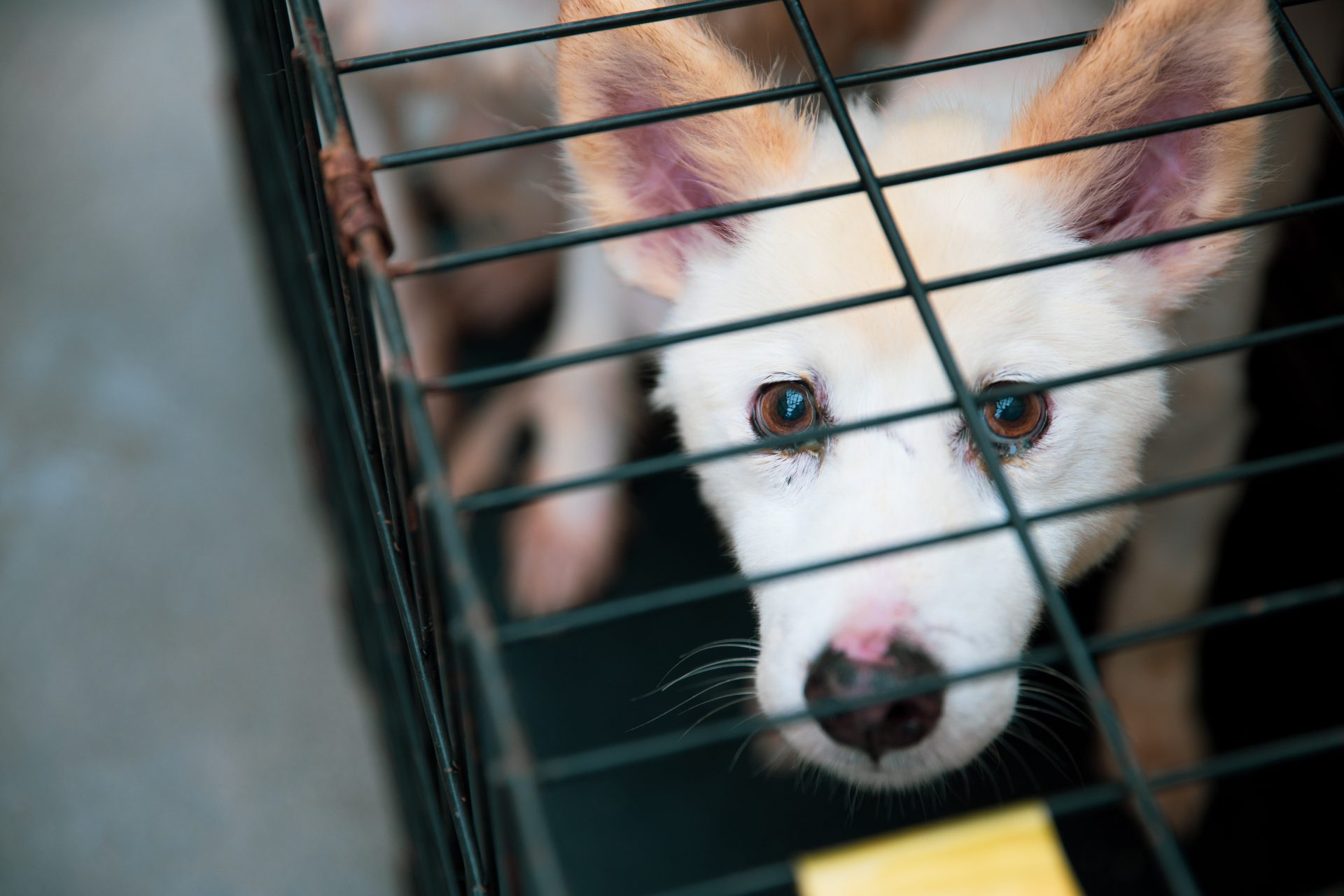 動物愛護センターからの保護日、こちらを見つめる一匹の犬
