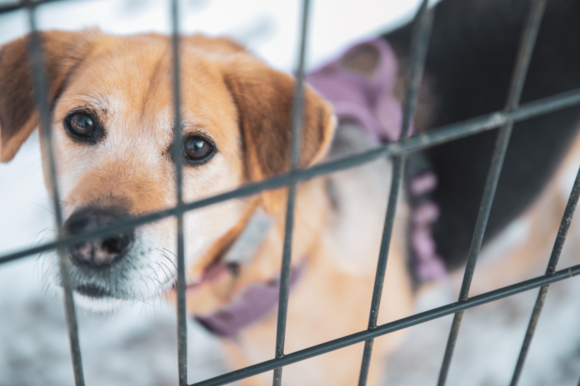 雪の中、柵越しに人を見つめる保護犬
