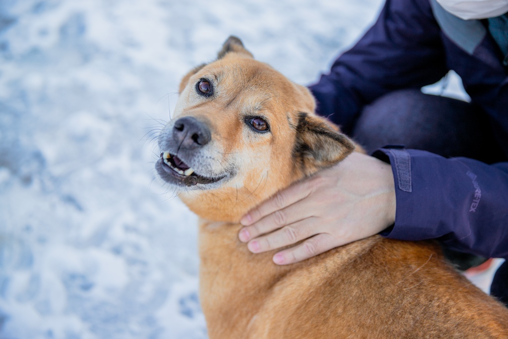 写真：雪の中で人と遊ぶ保護犬