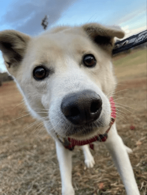 保護犬のイッキくん
