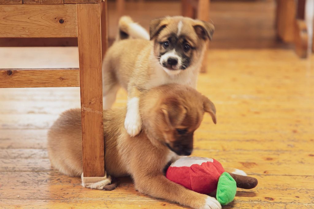仔犬２頭が遊んでいる