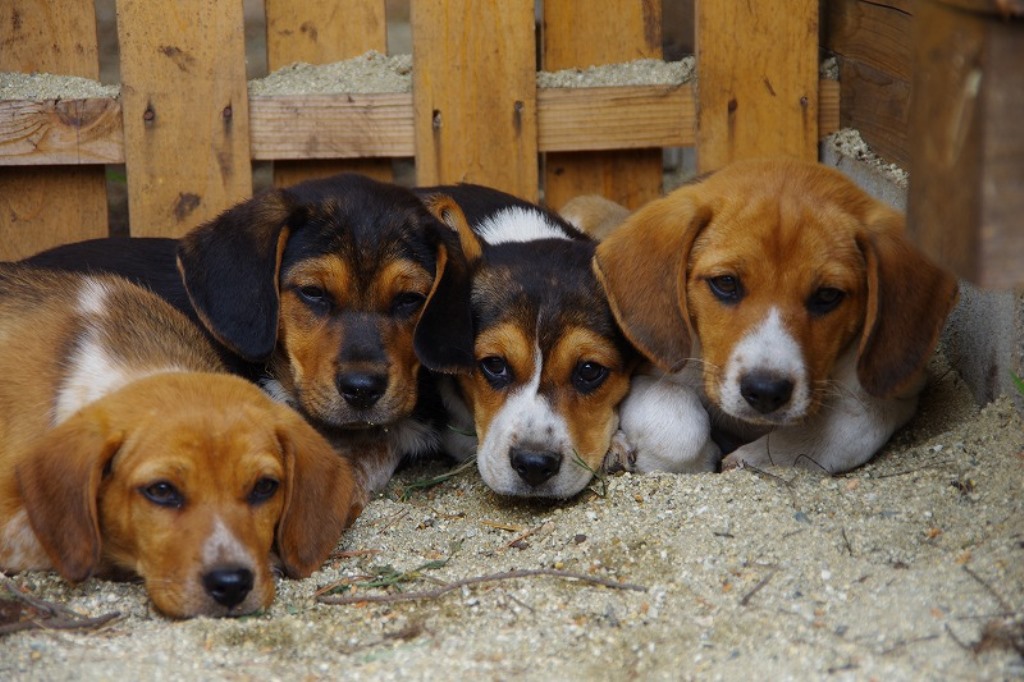 寄り添う4頭の子犬
