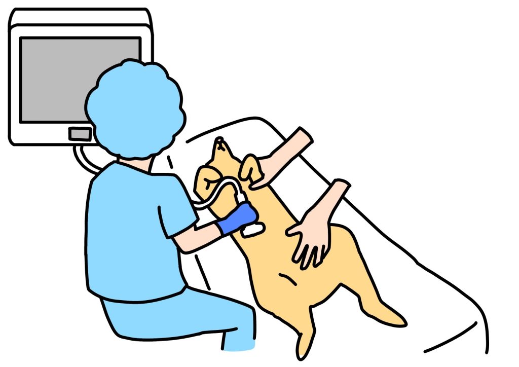 おなかのエコー検査を受ける犬